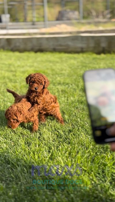 Пудел мини (Poodle Mini)