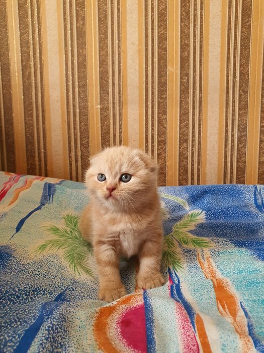 Скотиш фолд и фолд