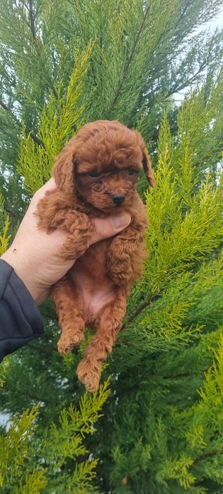 Пудел той пуделче