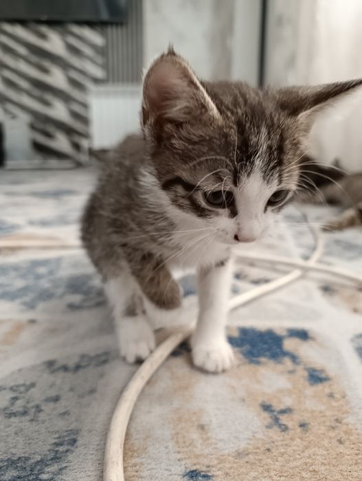 Отдам котят только в хорошие руки