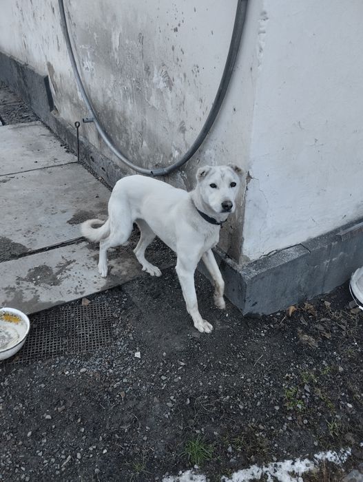 Отдам в хорошие руки