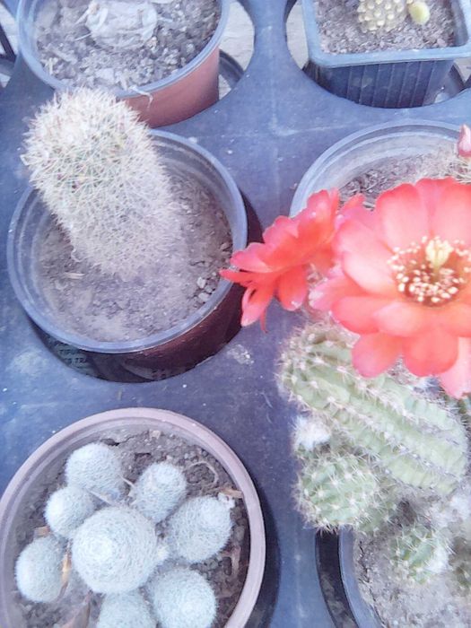 Plante de camera