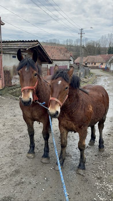 De vanzare o pereche de manzi