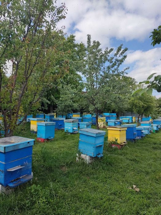 Vand 100 de stupi cu familii de albine