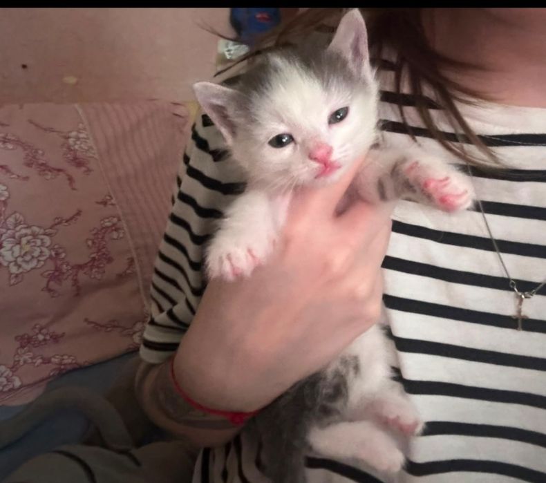 Котята пушистые, 6 штук