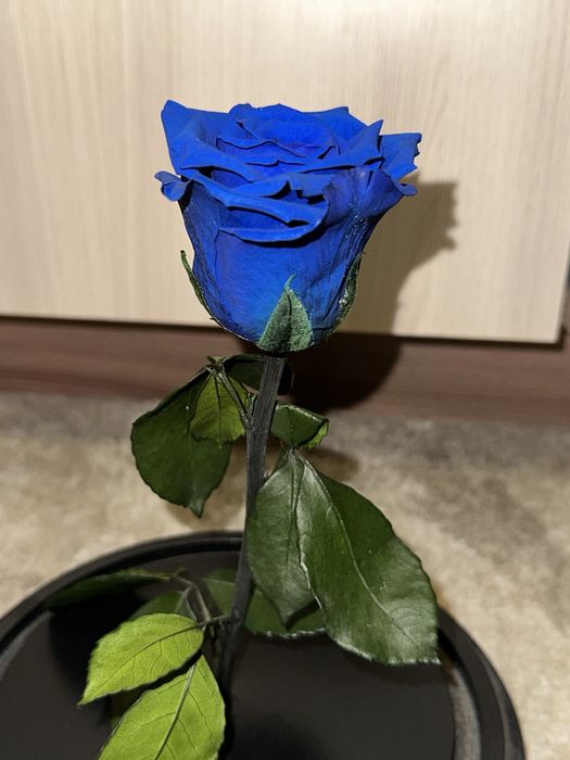 Trandafir cupola criogenat/criogenizat magnolia nemuritor