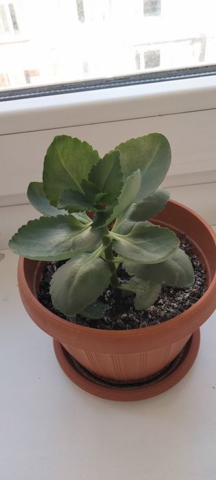 Обмен комнатными цветочками