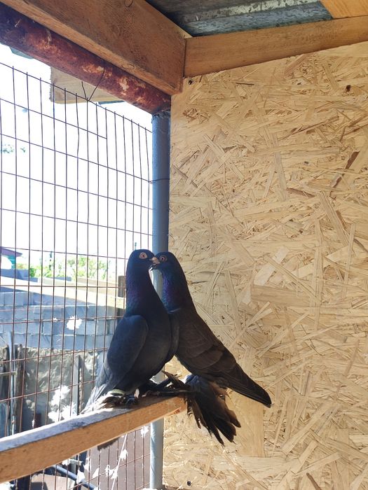 Жуки на продажу голуби