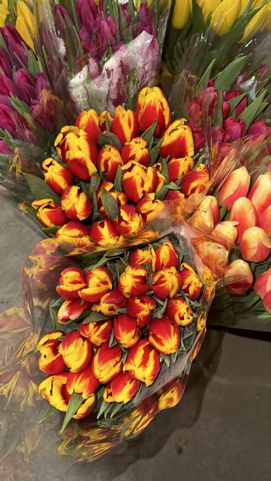 Тюльпаны оптом