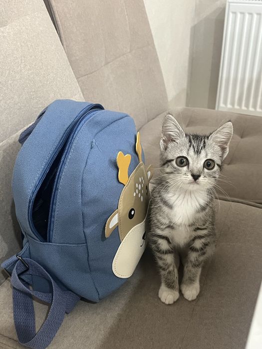 Отдам в добрые руки котенка