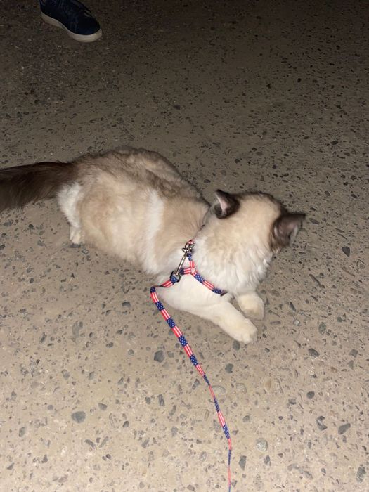 Котёнок,кот,регдолл