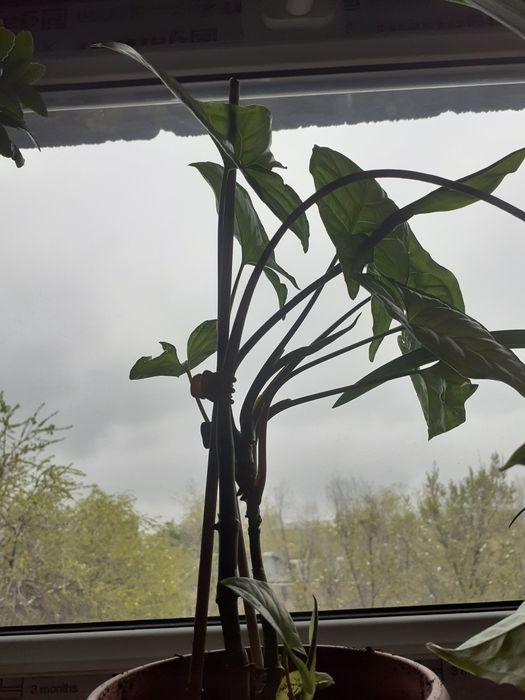 Комнатные цветы продам