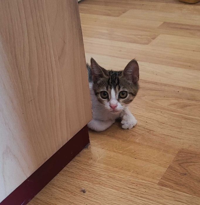 Котенце търси дом