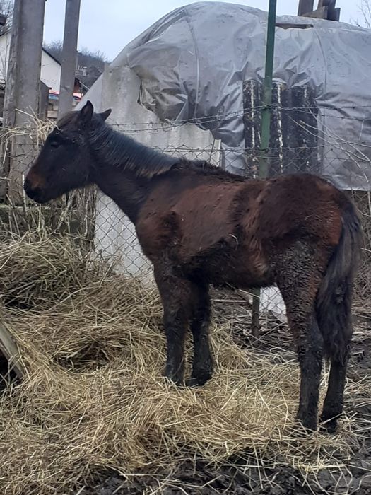 Mânz vânzare/schimb Semigreu cu Ardenez