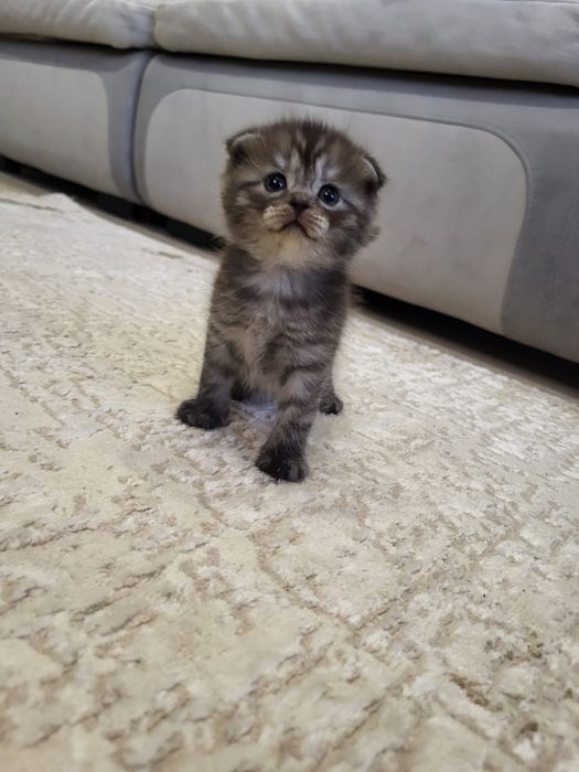 Котята Шотландцы.