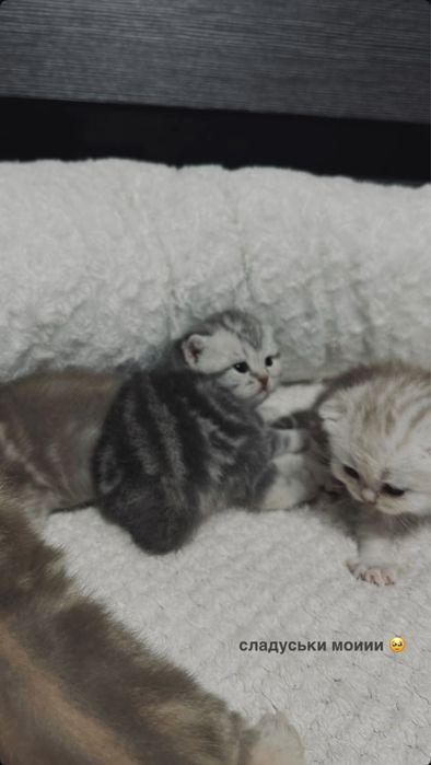 Чистокровные котята бронь