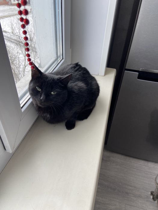 От кошечку ласковая