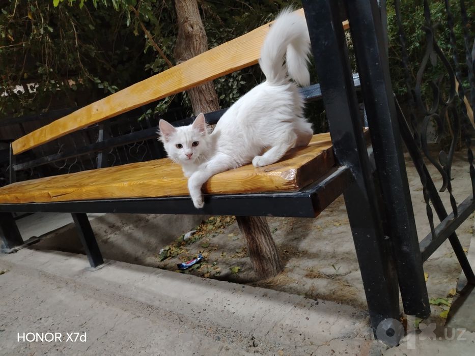 Bella qiz mushugimiz sotiladi