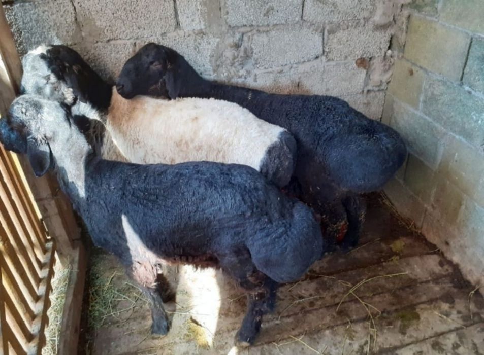 Семиз кой токтылар