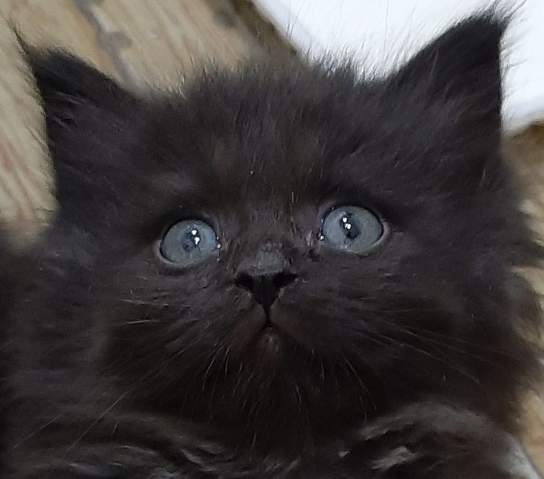 Erotik foto yangi nashr