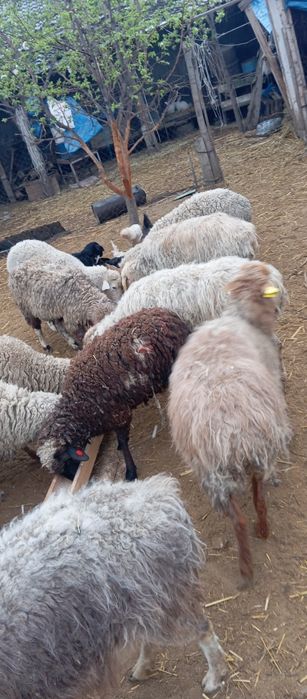 Бараны с ягнятами