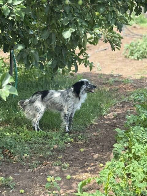 Щенок , молодой пёс Сеттер