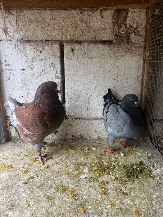 Porumbei king 2 perechi