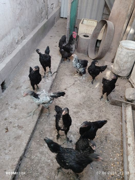 Продаю цыплят и курицу