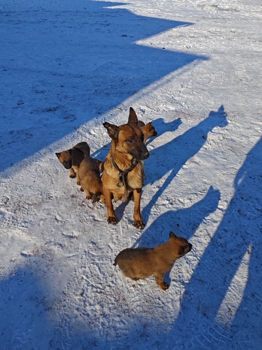Щенки бельгийской овчарки (малинуа)
