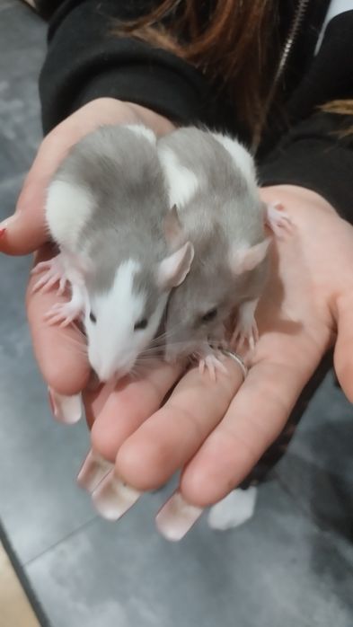 Продам крысят 1 месяц