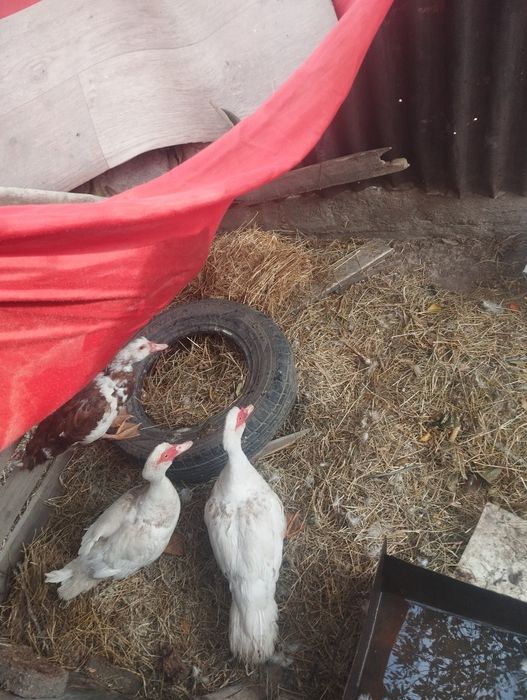 Продам уток и кур
