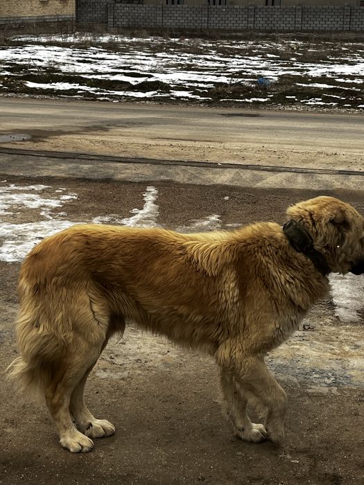 Скбака ит тобет