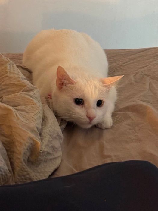 Белый котик Платоша ищет семью.