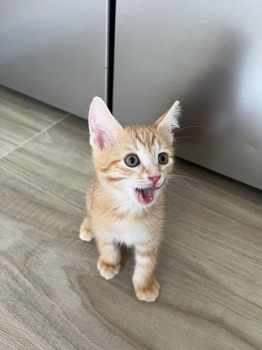 Котёнка отдам в добрые руки.