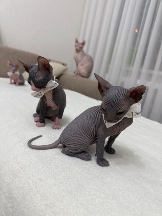 Донской сфинкс котёнок
