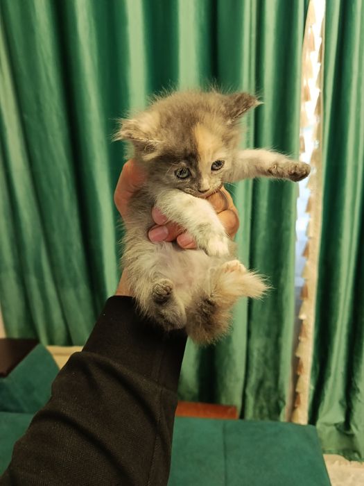 Отдам в добрые руки!!!