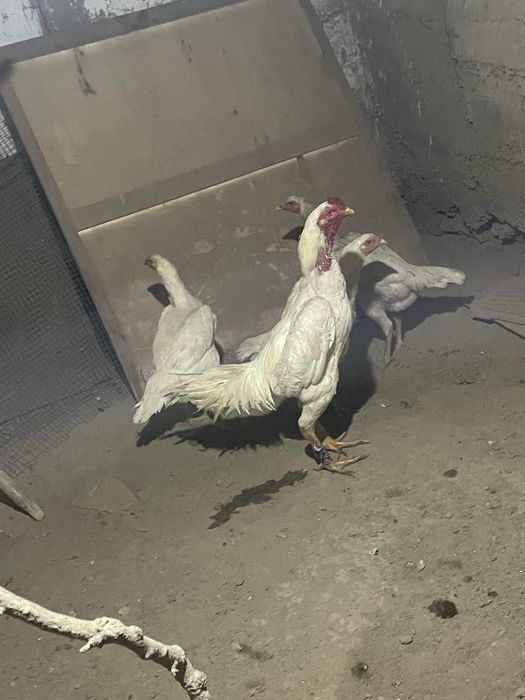 O Shamo zot privaznoy zot yirik oppoq tuxumlari