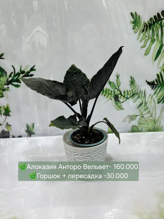 Алоказия Анторо Вельвет, Алоказия Фрайдек, Алоказия Локо и Алоказия Ма