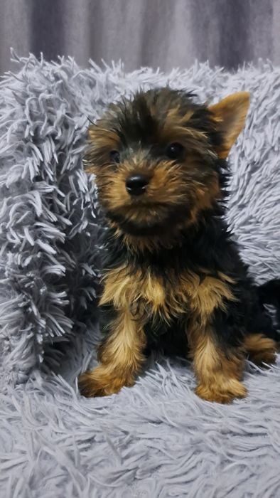 Продаю клубных щенков йорков