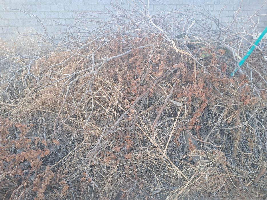 Утин сотилади. Дарахт шохлари