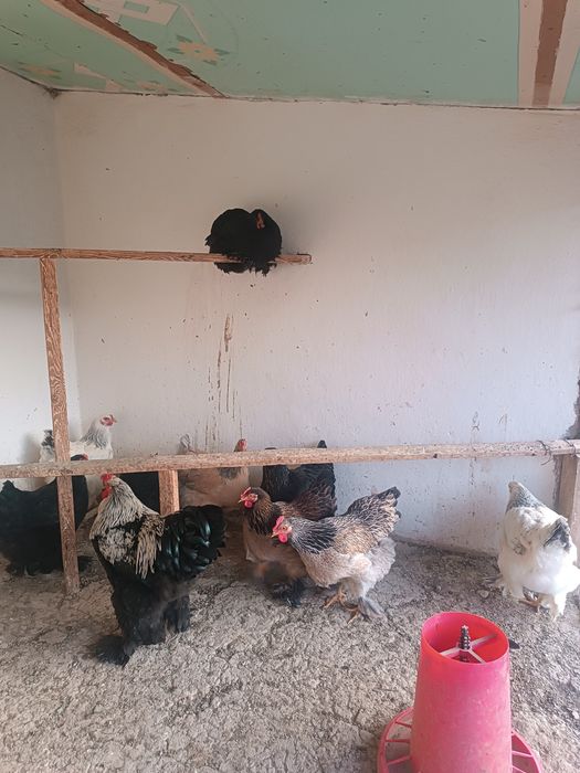 Брама хуроз товуклари билан сотилади