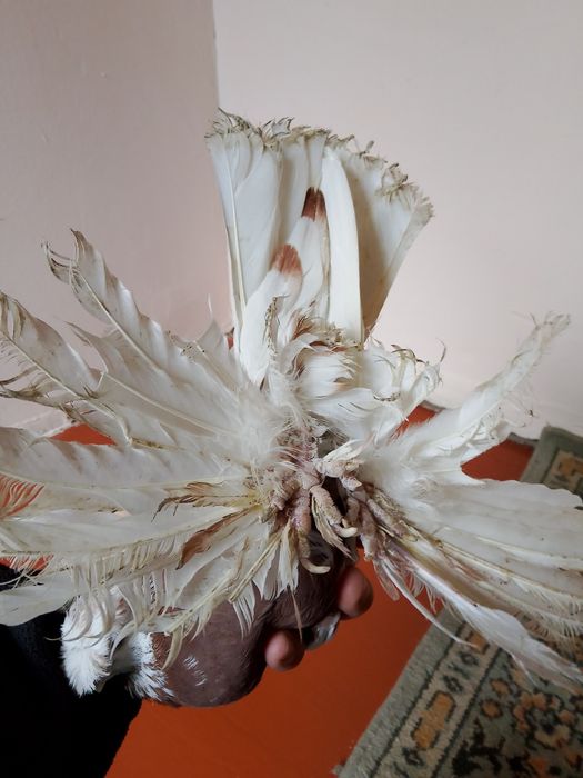 Голуби.капканы двухчубые