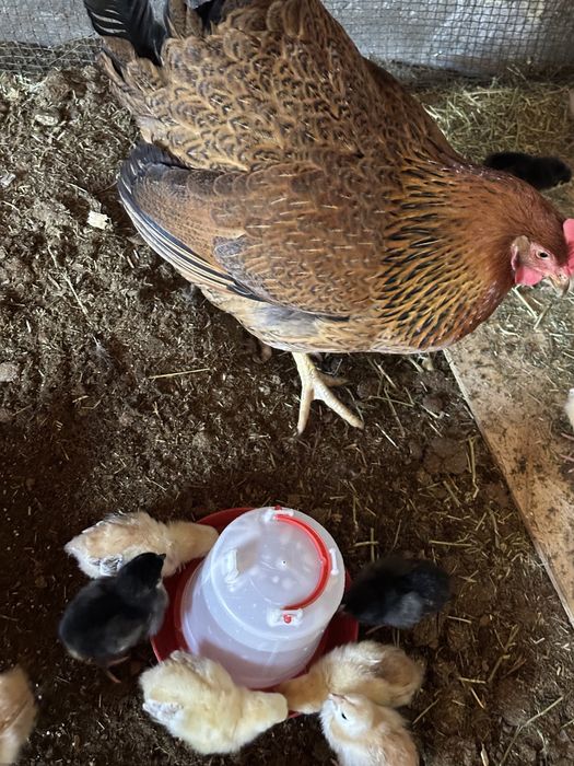 Клушка с цыплятами
