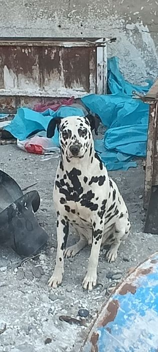 Kuchuk Dalmatin sotiladi