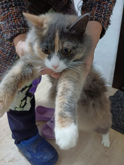 Отдам хвостики в хорошие руки