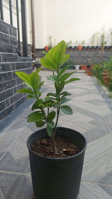 Продаю шамшод иранский