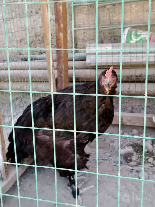 Xoroz va tovuqchalar sotiladi