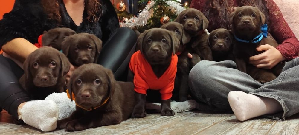 Pui labrador ciocolatiu cu Pedigree