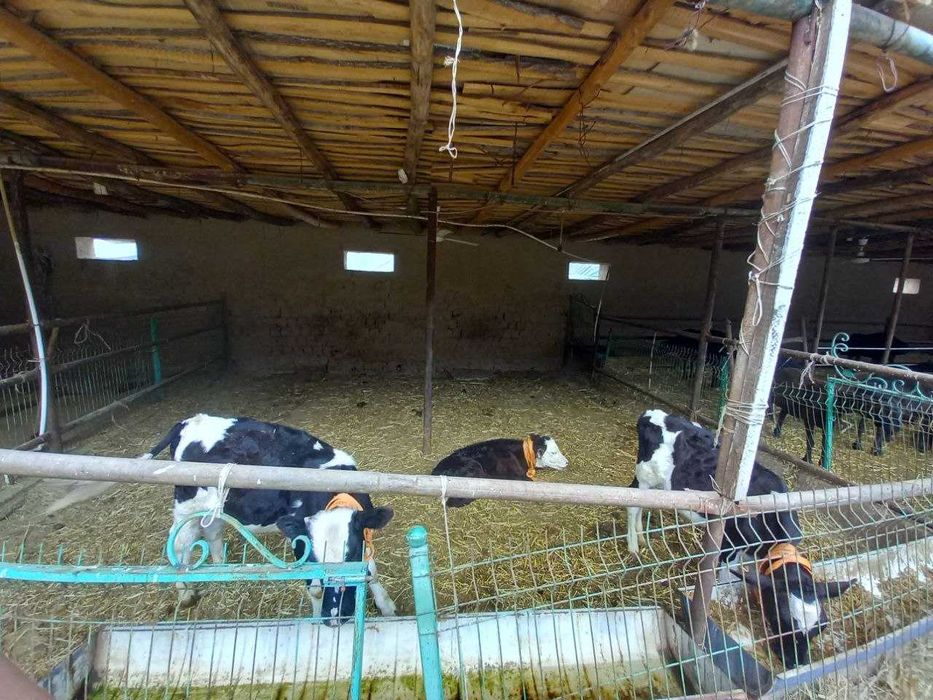 Ферма сотилади! Тошкент туманида (ориентир Сарке махалла)