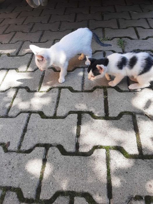 Aceste suflețele sărmane si iubitoare isi cauta un camin .